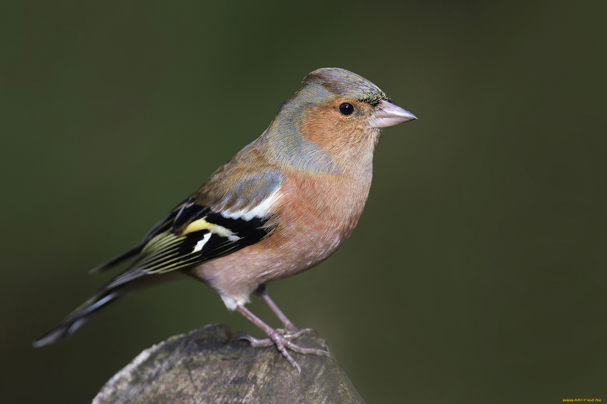 животные, птицы, птичка