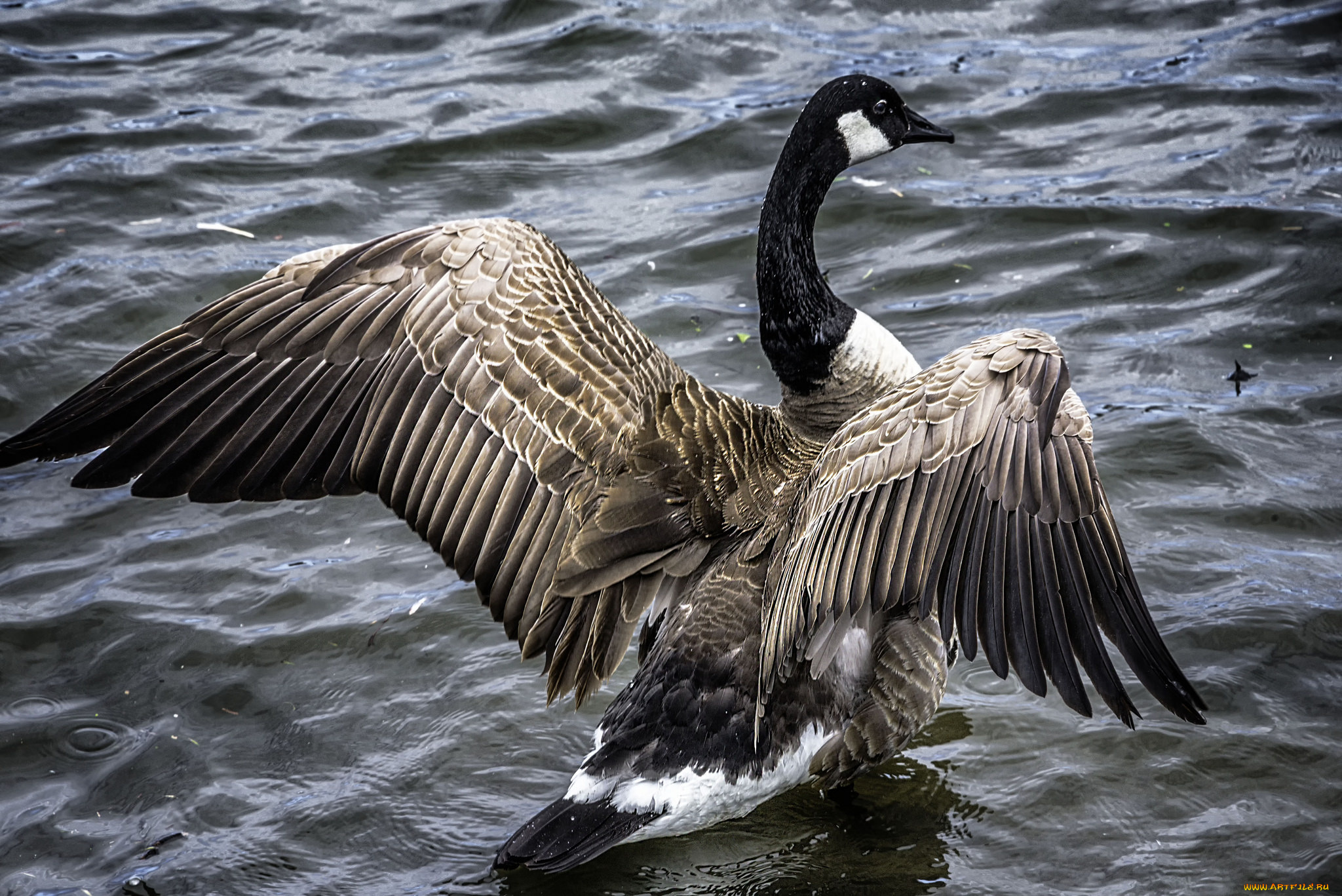 животные, гуси, птичка