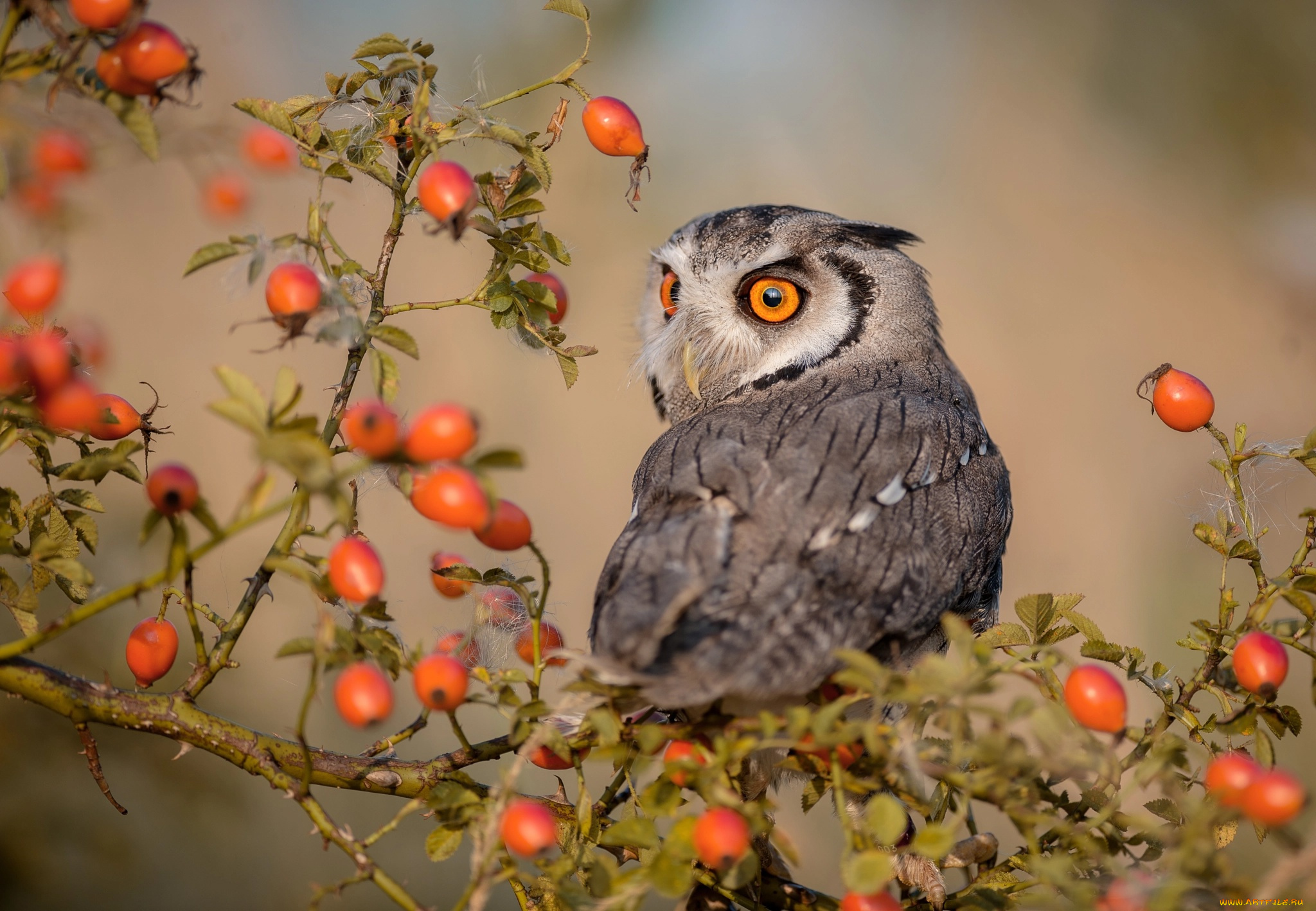 животные, совы, ягоды, ветка, шиповник, птица, сова, куст
