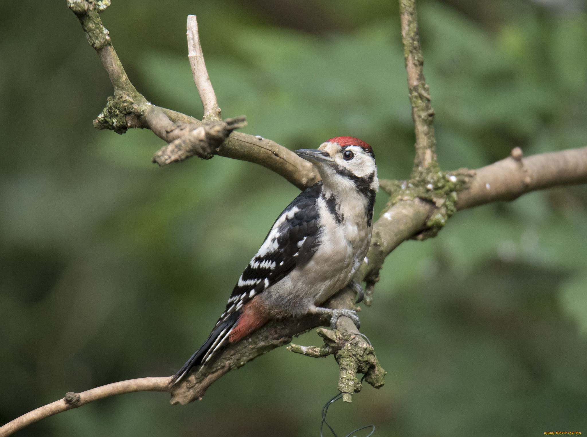 животные, дятлы, птичка