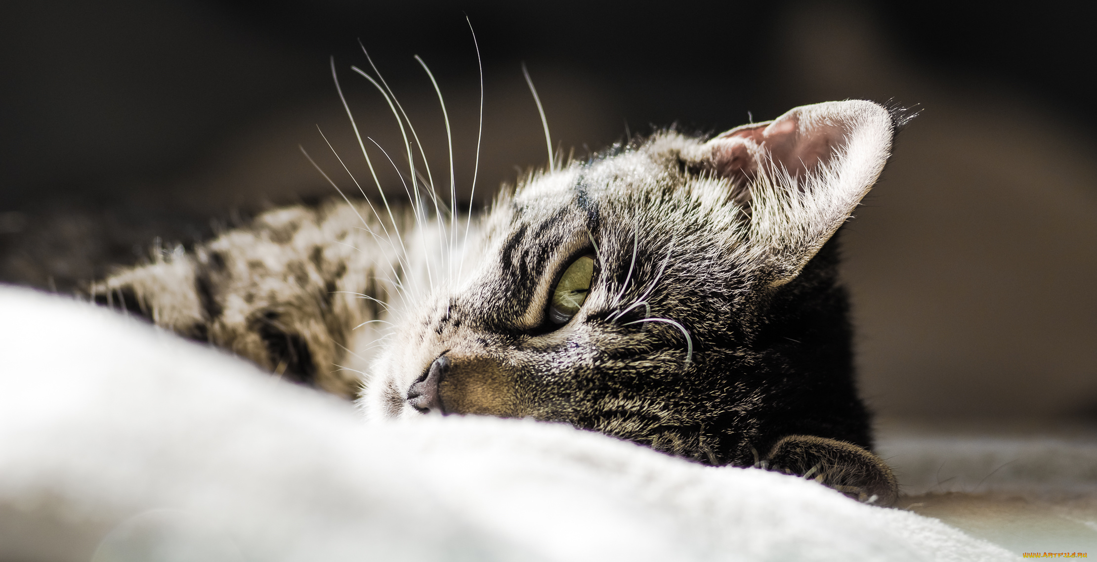 животные, коты, взгляд, морда