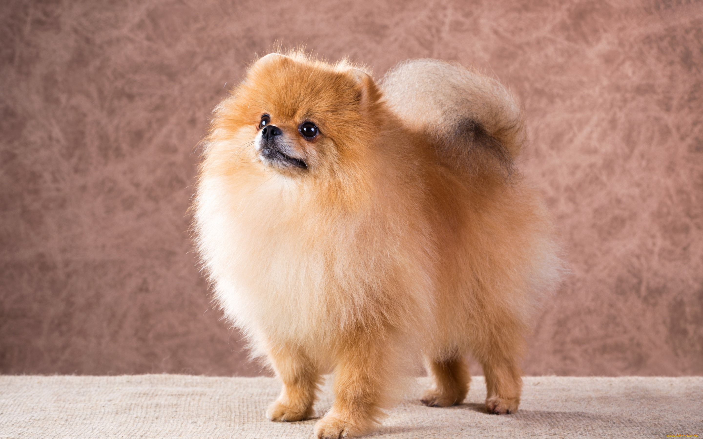 животные, собаки, мордочка, пушистый, собака, взгляд, dogs, шпиц