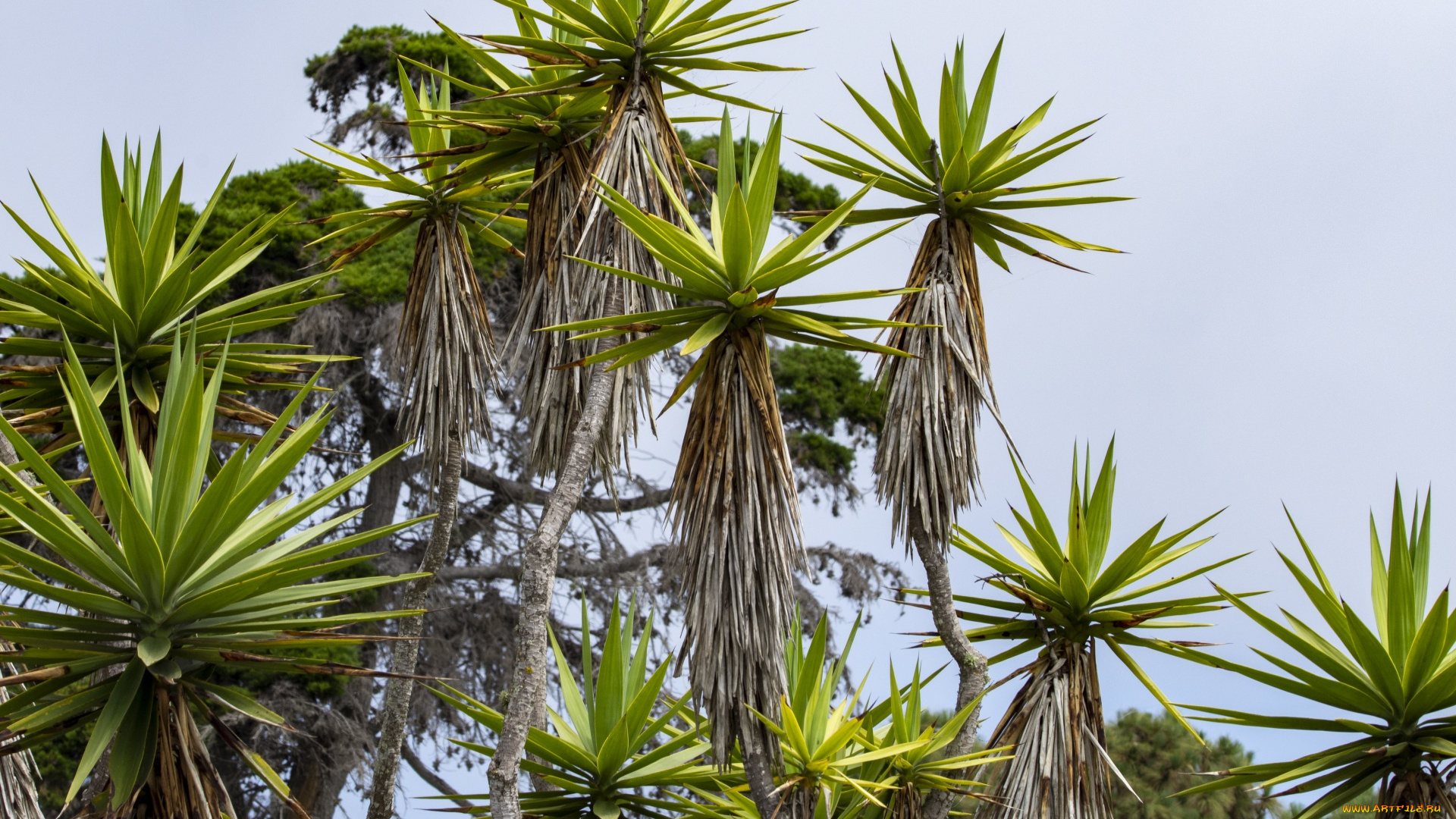 природа, деревья, пальма