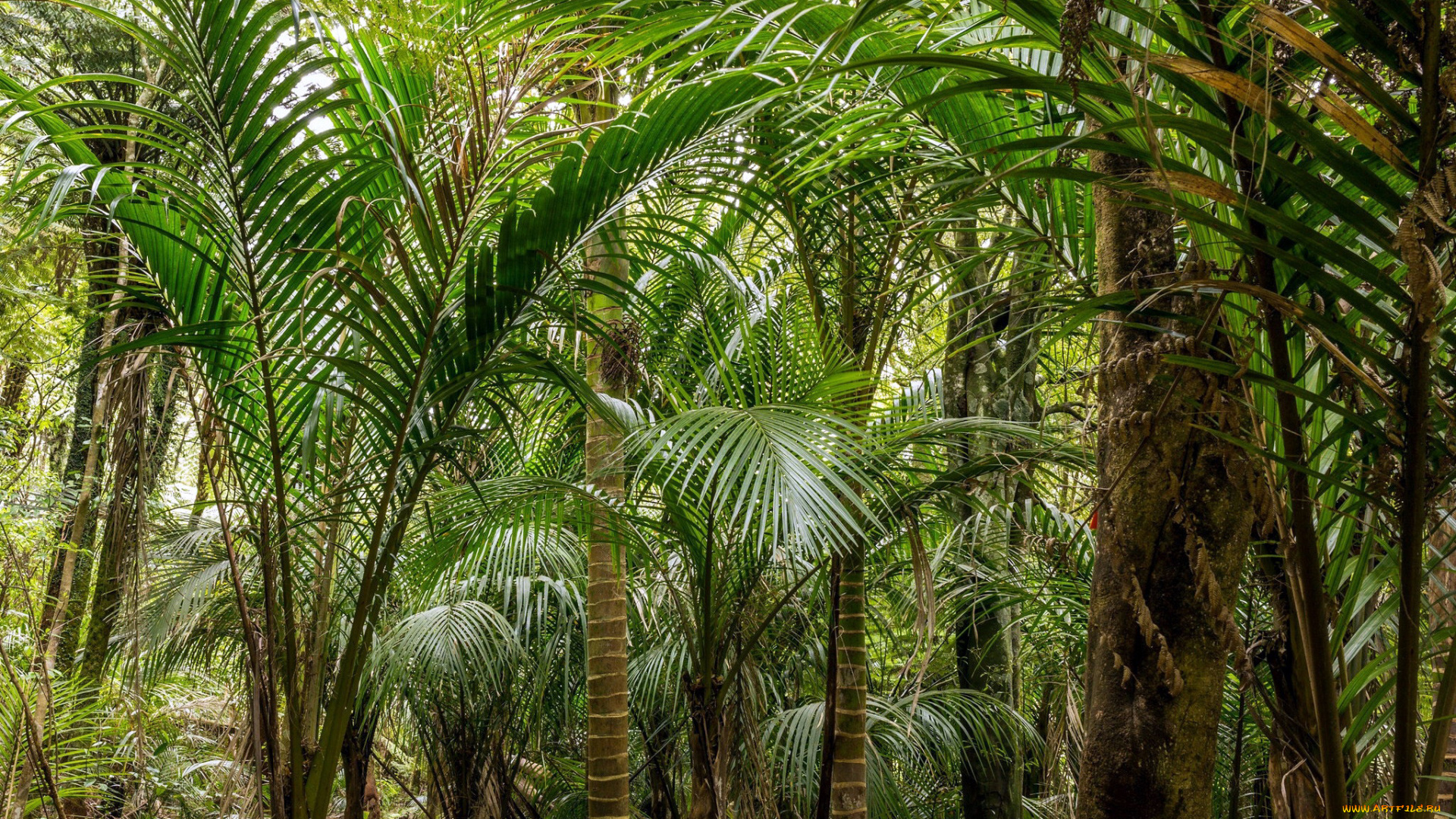 природа, деревья, пальма