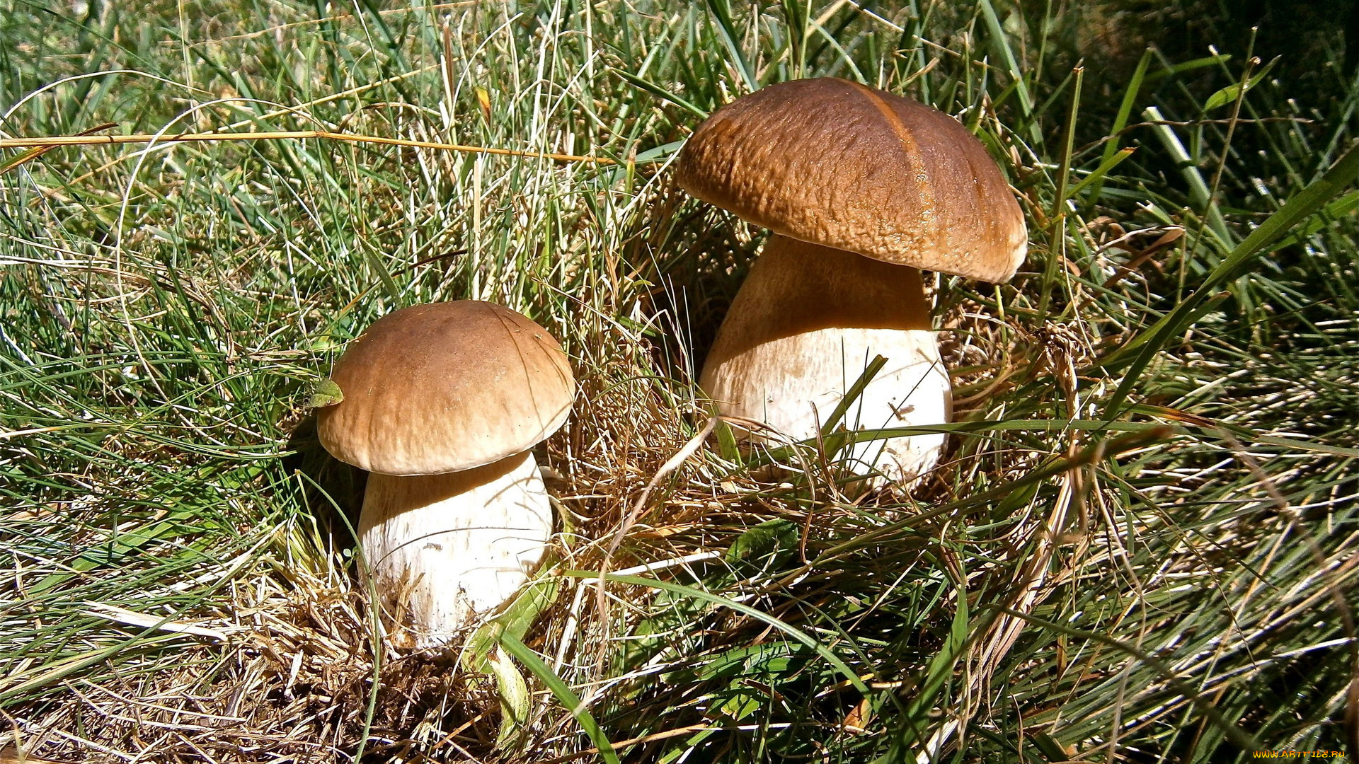 природа, грибы, боровик