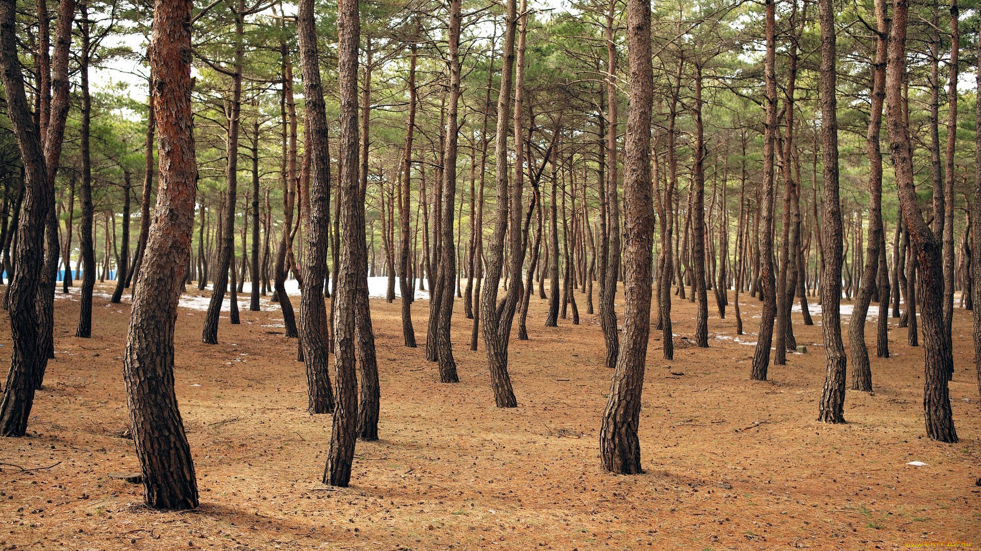 природа, лес, сосновый