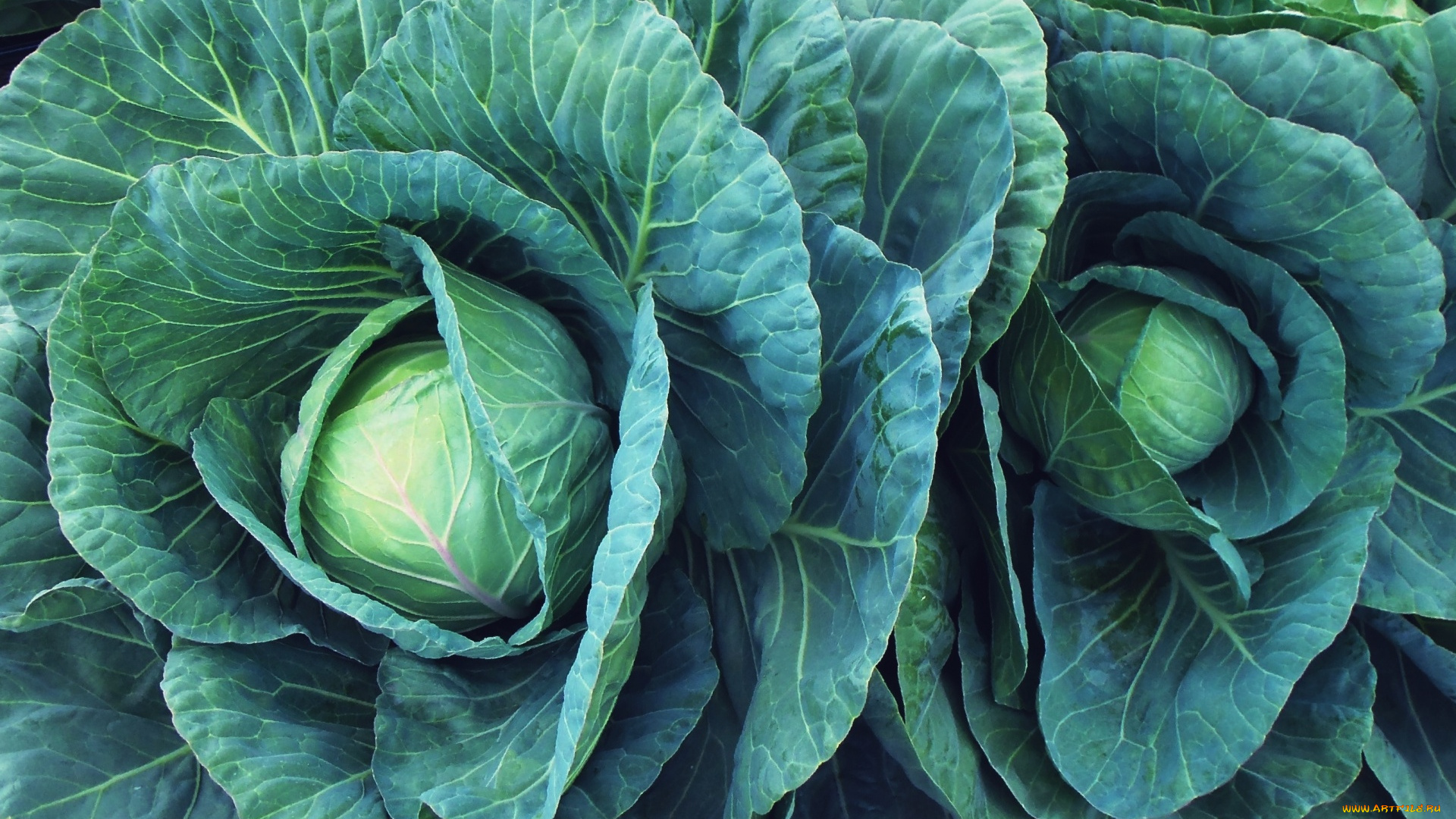 природа, плоды, кочан, капуста, листья