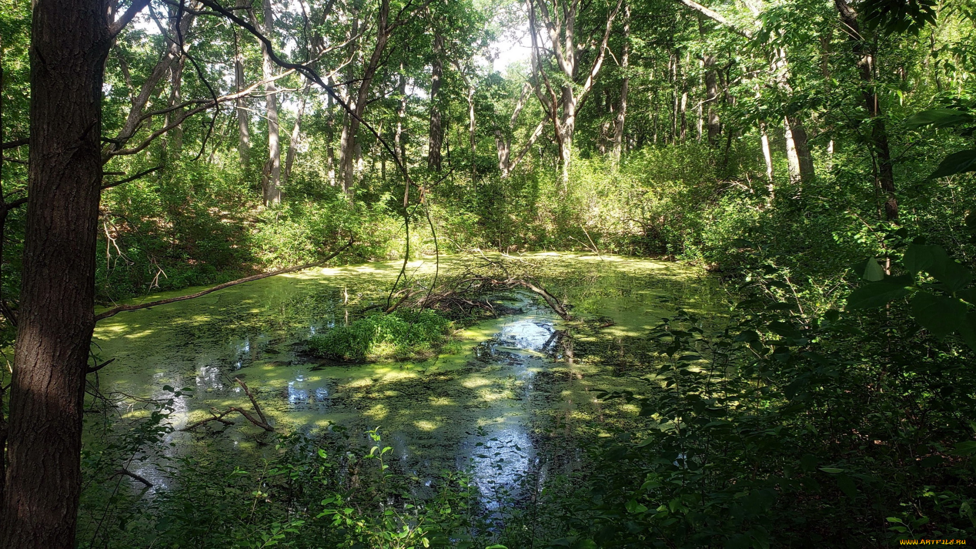 природа, реки, озера, пруд