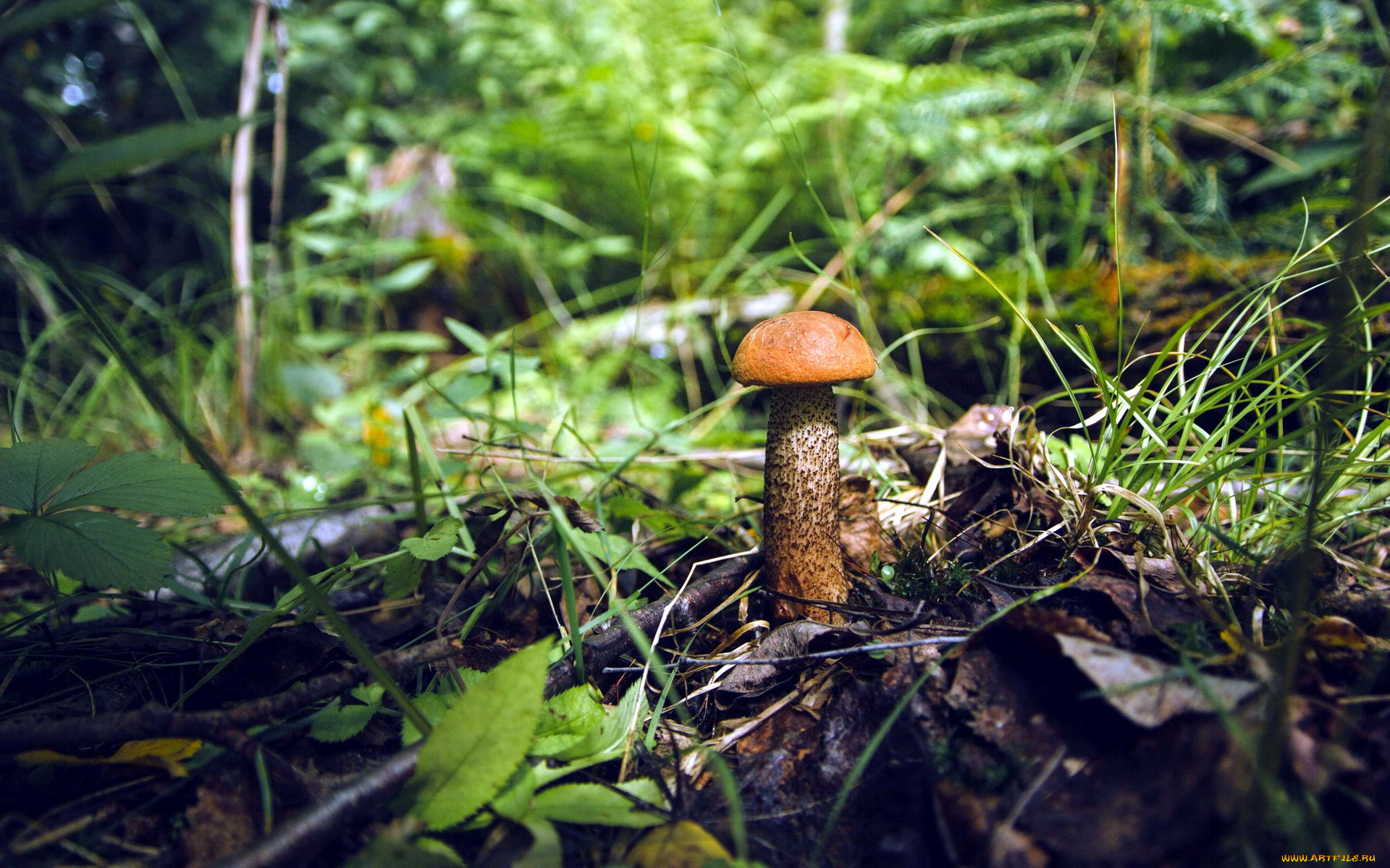 природа, грибы, подосиновик, осень, листья