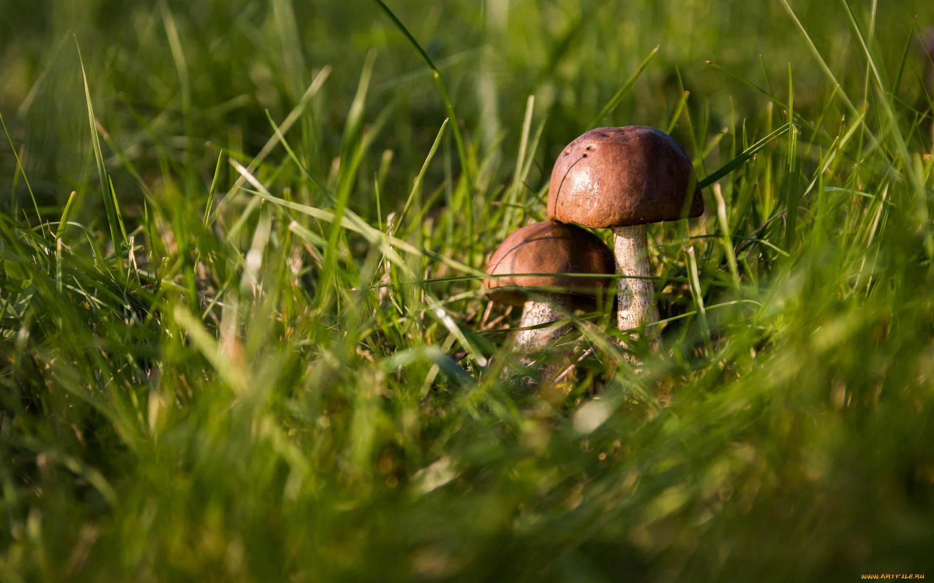 природа, грибы, трава, дуэт