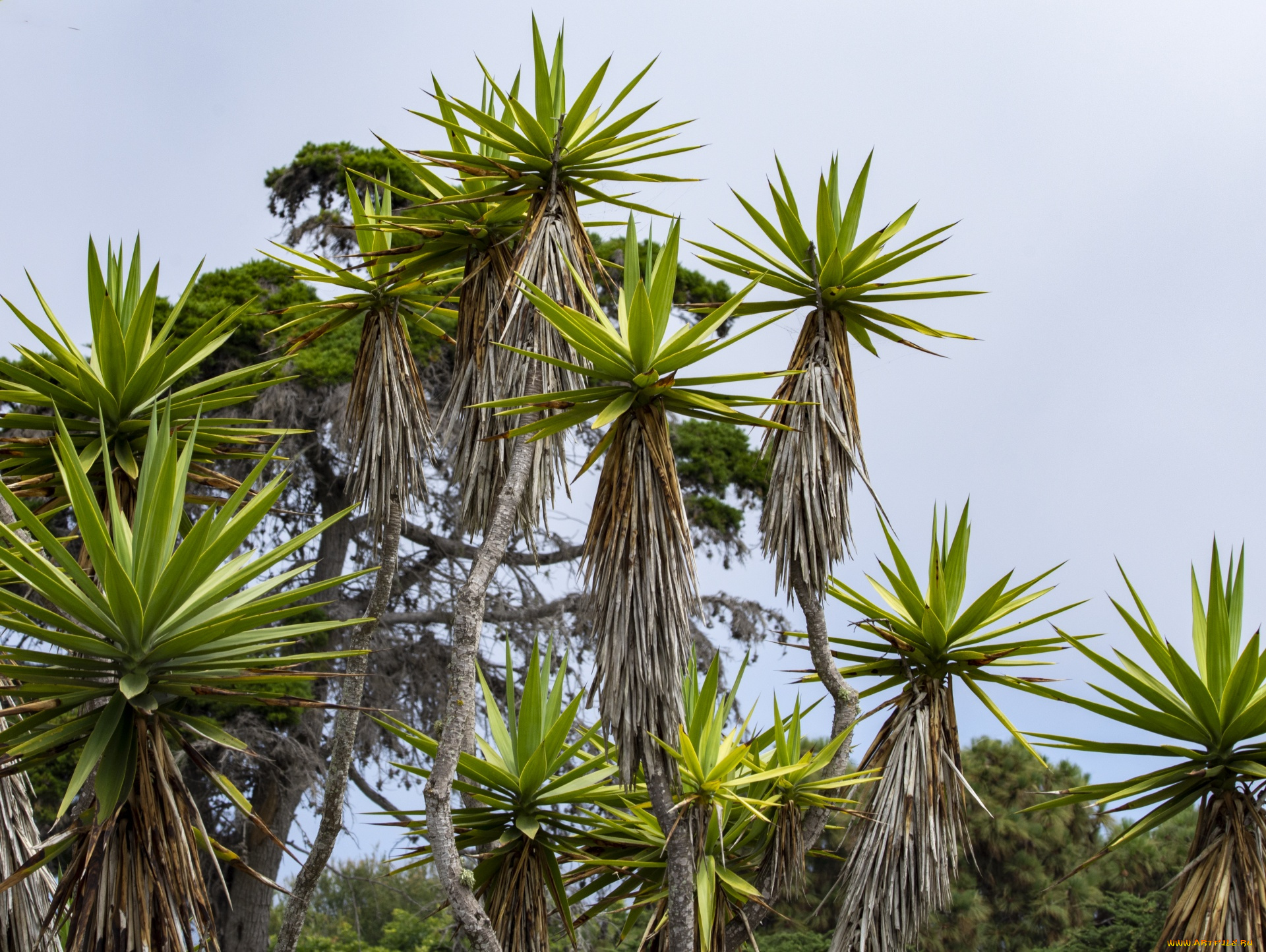 природа, деревья, пальма