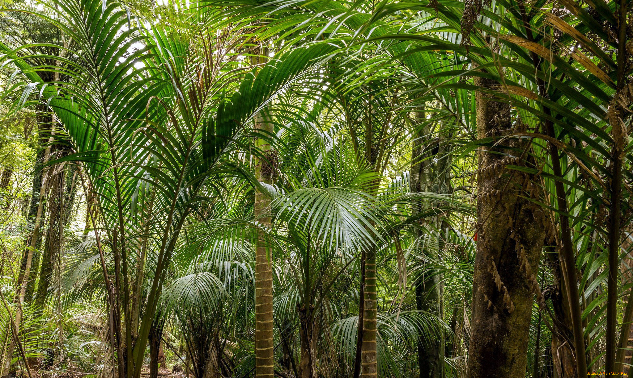 природа, деревья, пальма