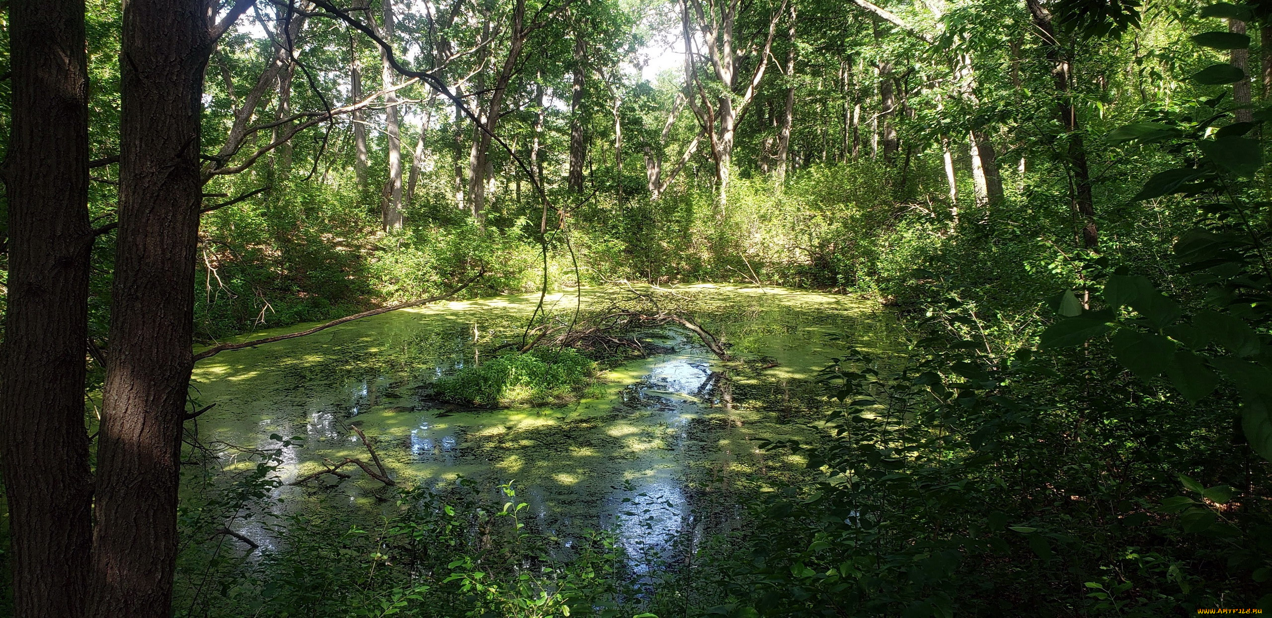 природа, реки, озера, пруд