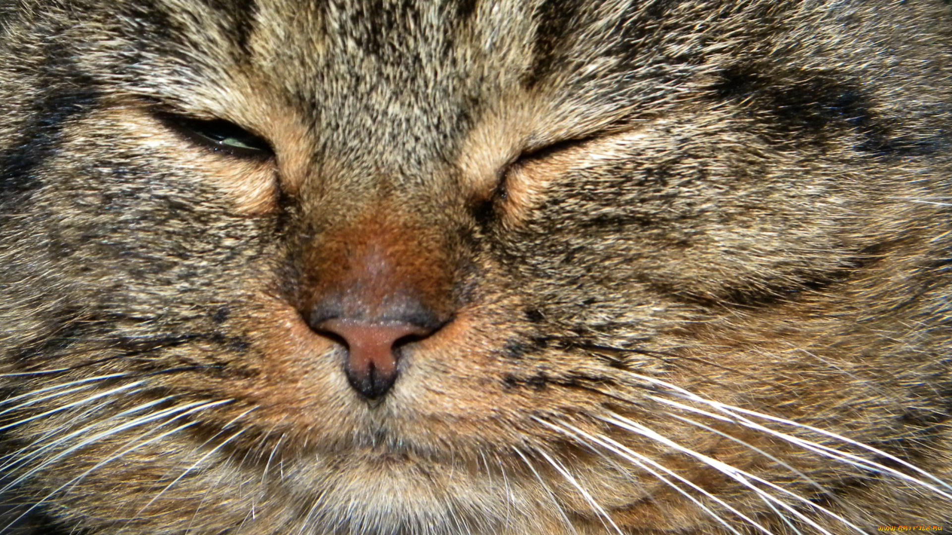 животные, коты, кот, серый, прищур