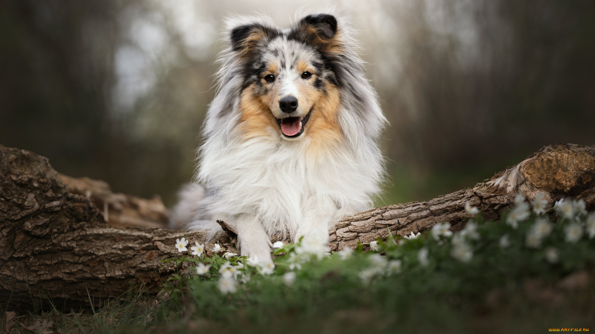 животные, собаки, собака