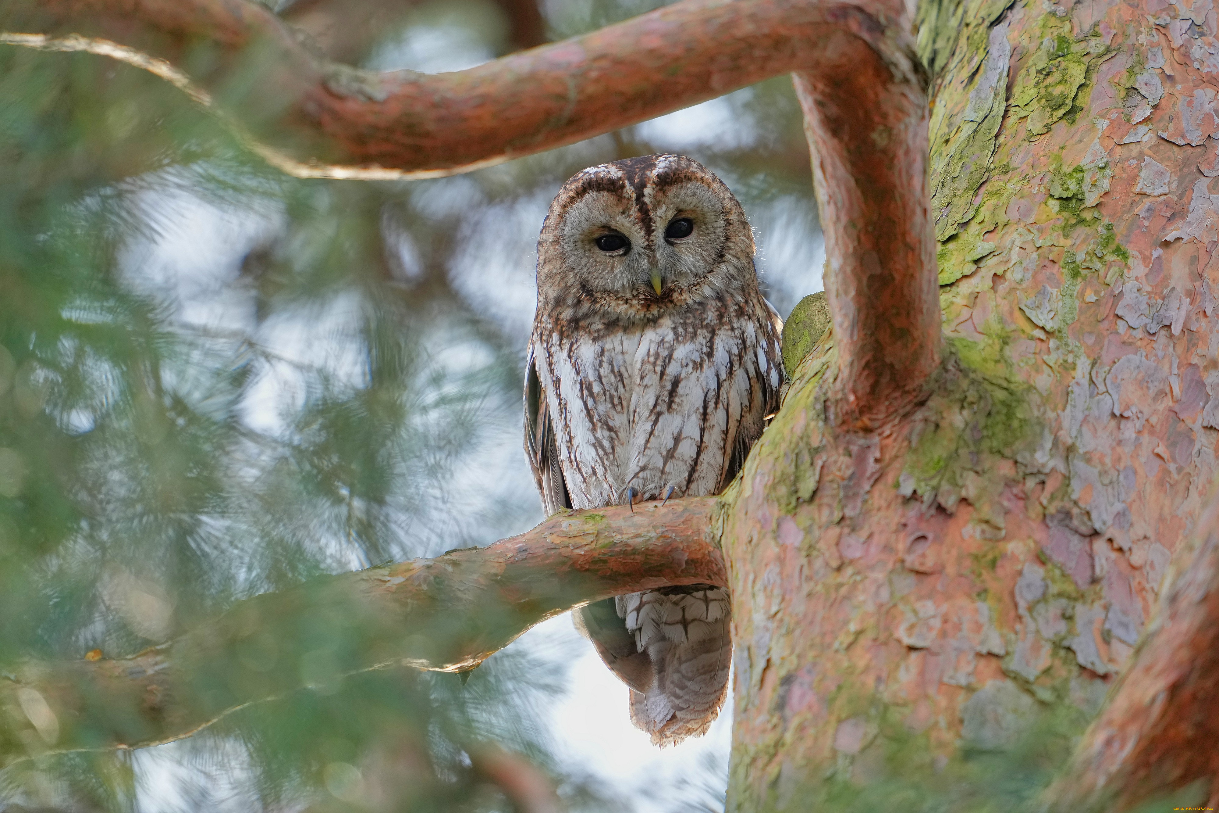 животные, совы, сова