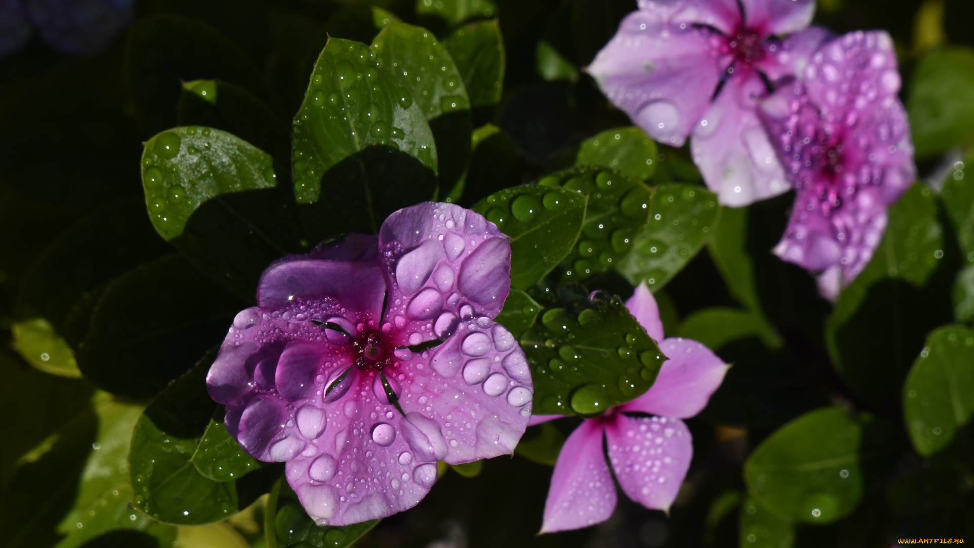 цветы, катарантусы, капли