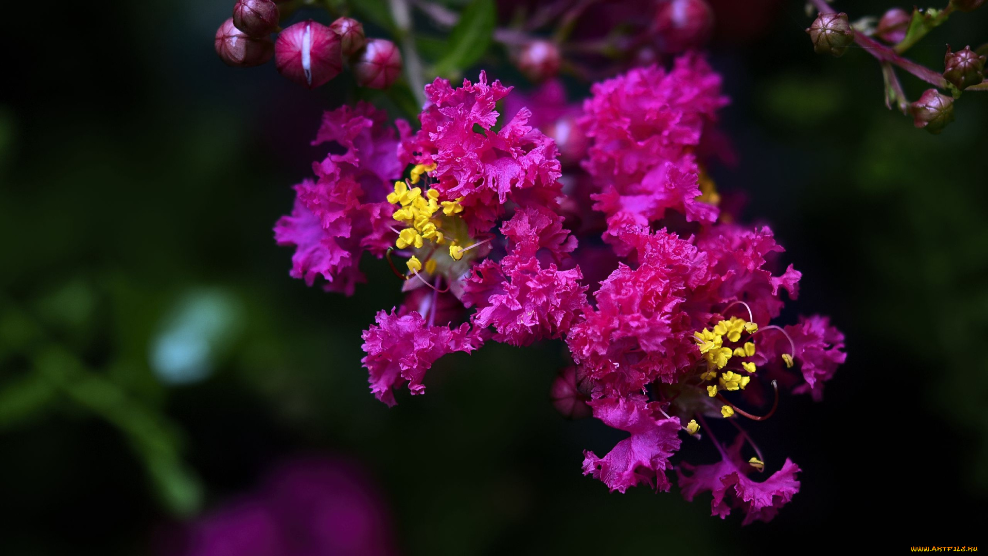 цветы, лагерстрёмия, , индийская, сирень, цветущая, ветка