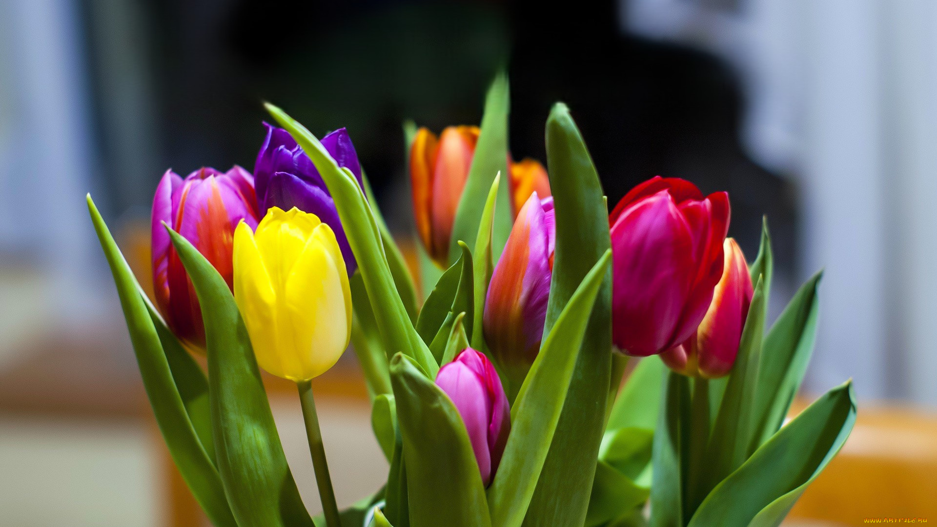 цветы, тюльпаны, цвета, листья, букет