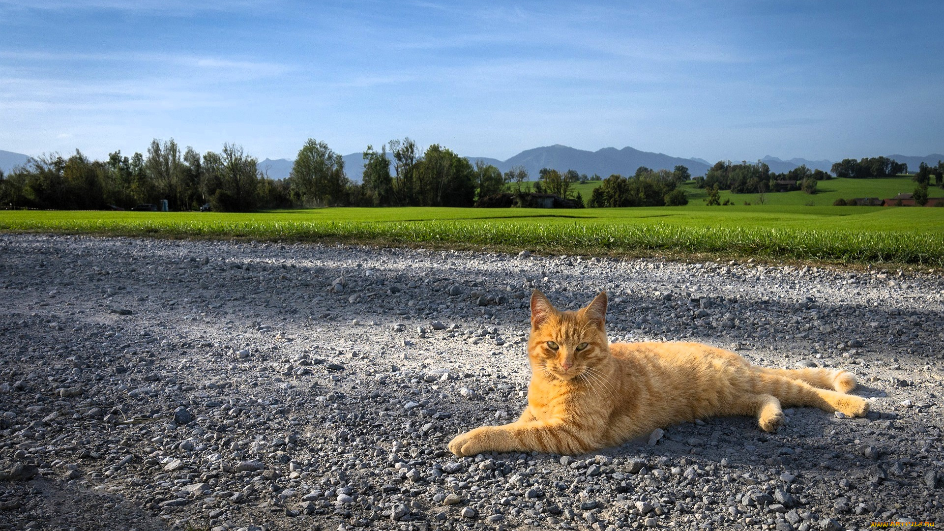 животные, коты, кот, рыжий, дорога, луга, деревья, горы
