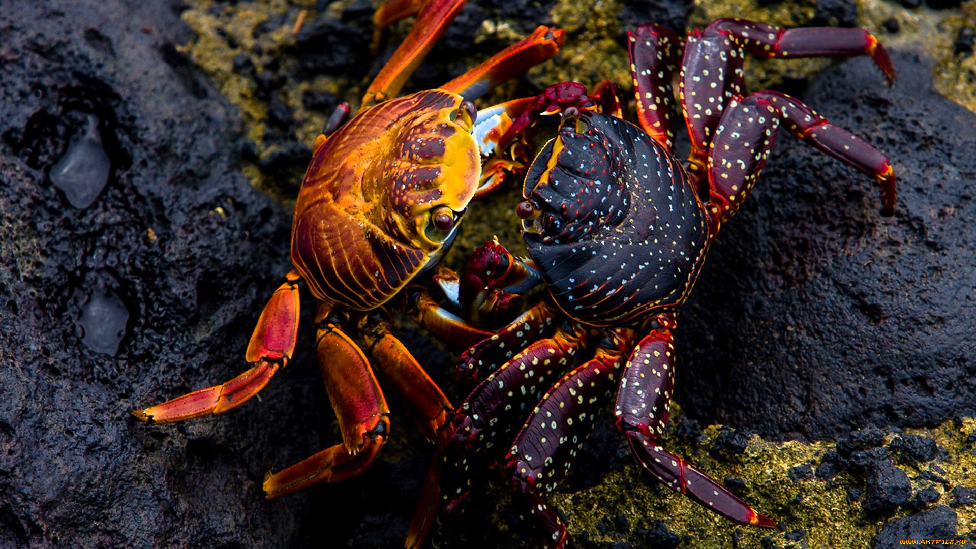 животные, крабы, , раки, пара, камни