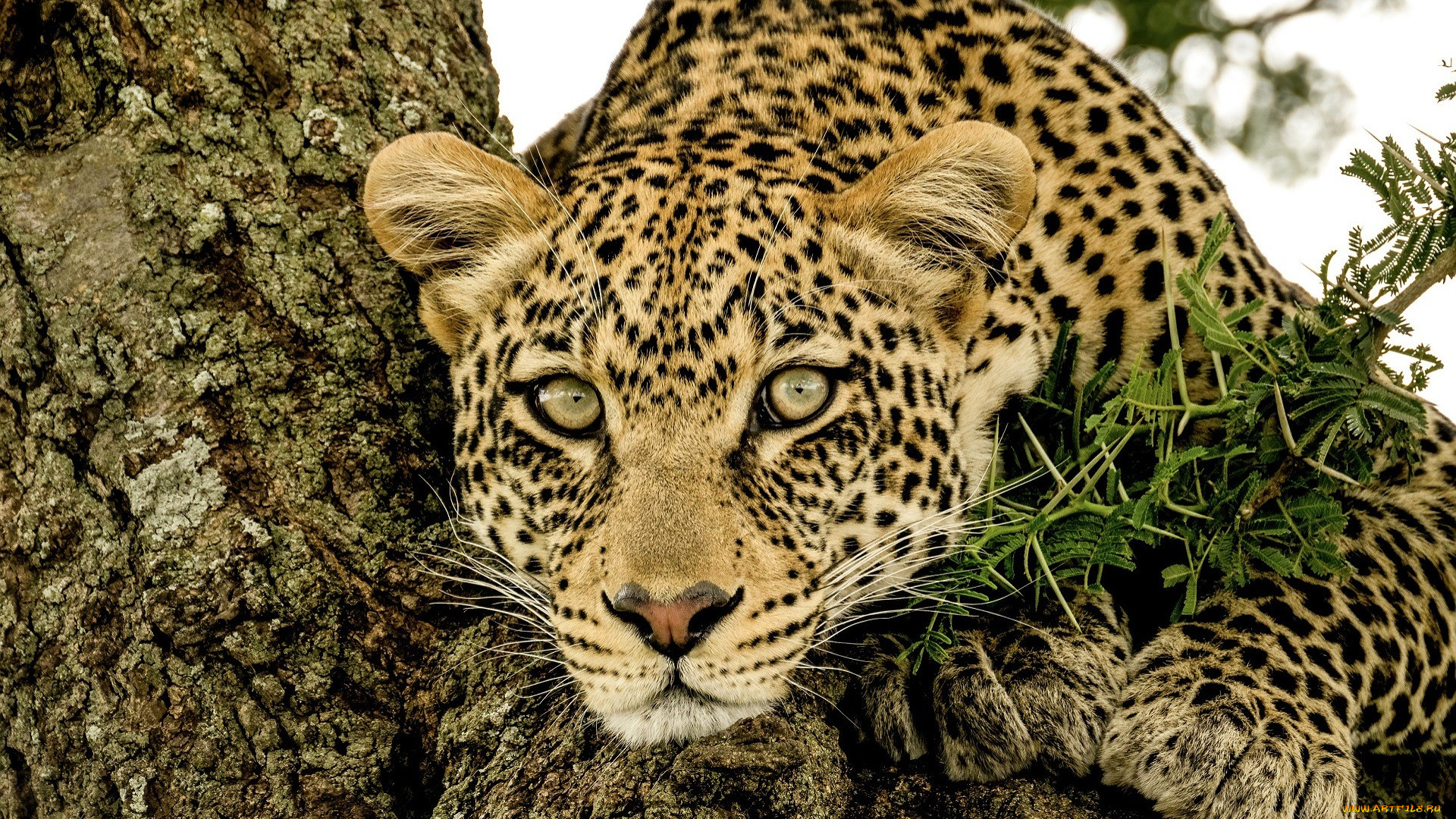 животные, леопарды, леопард, дерево, ветка