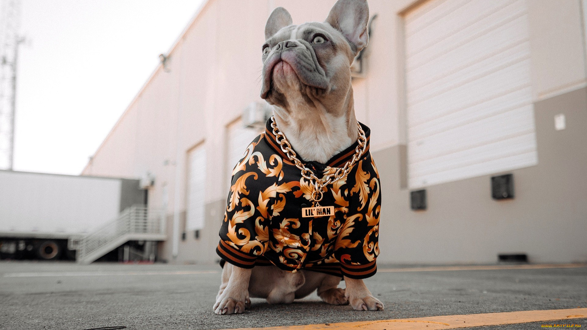 животные, собаки, пес, бульдог, одежда, цепочка, здание, склад, машина
