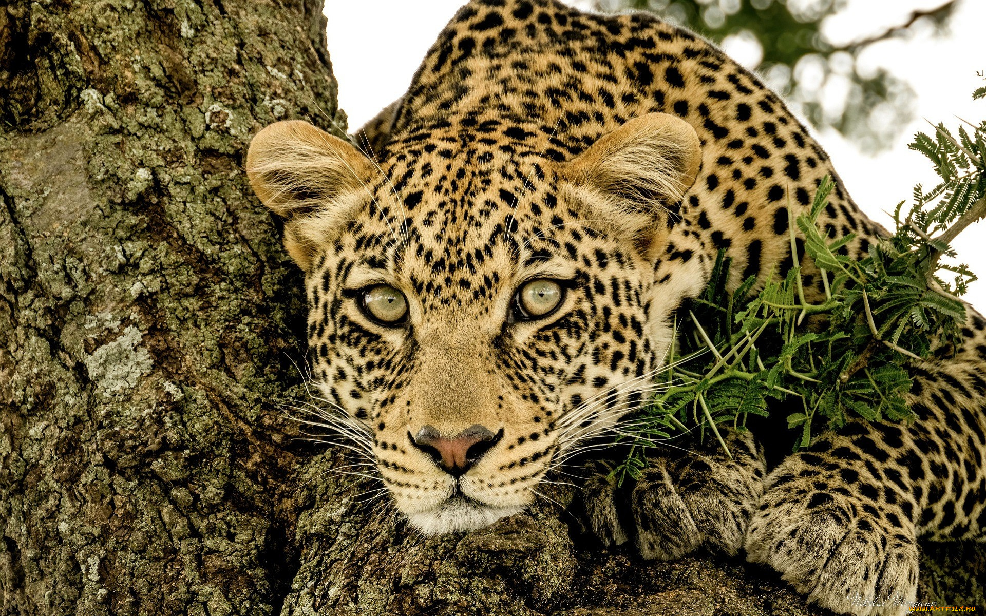 животные, леопарды, леопард, дерево, ветка