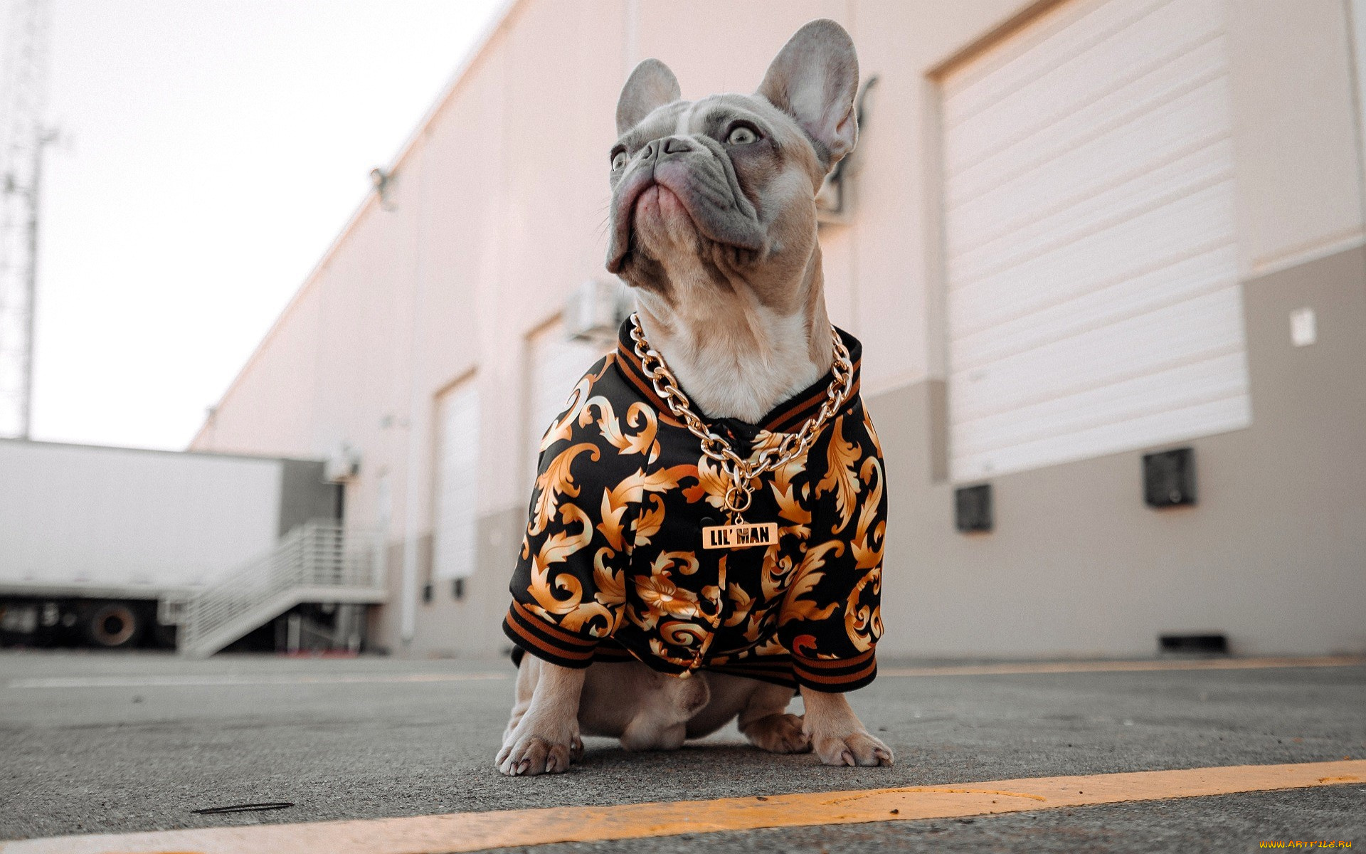 животные, собаки, пес, бульдог, одежда, цепочка, здание, склад, машина