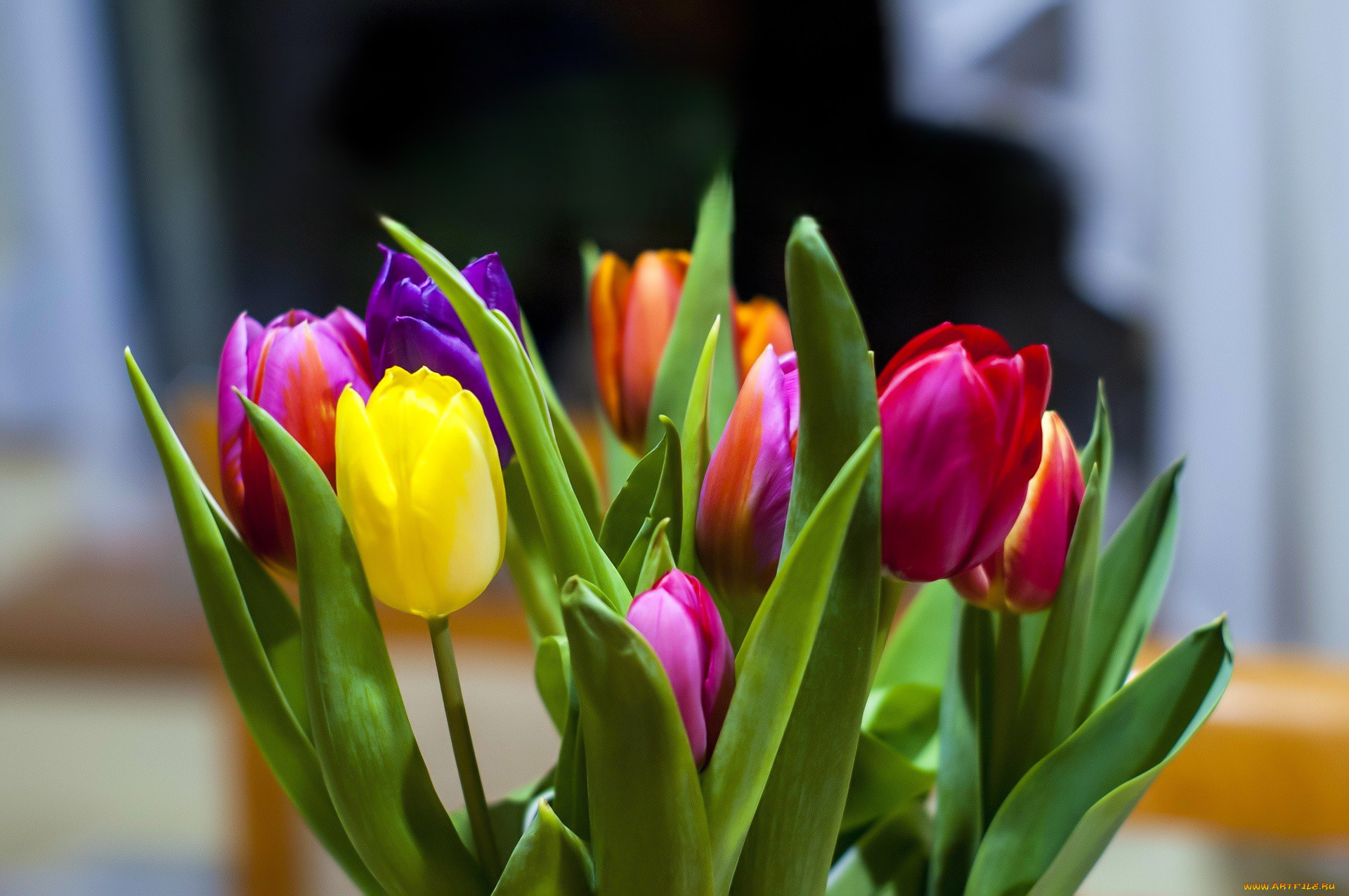 цветы, тюльпаны, цвета, листья, букет