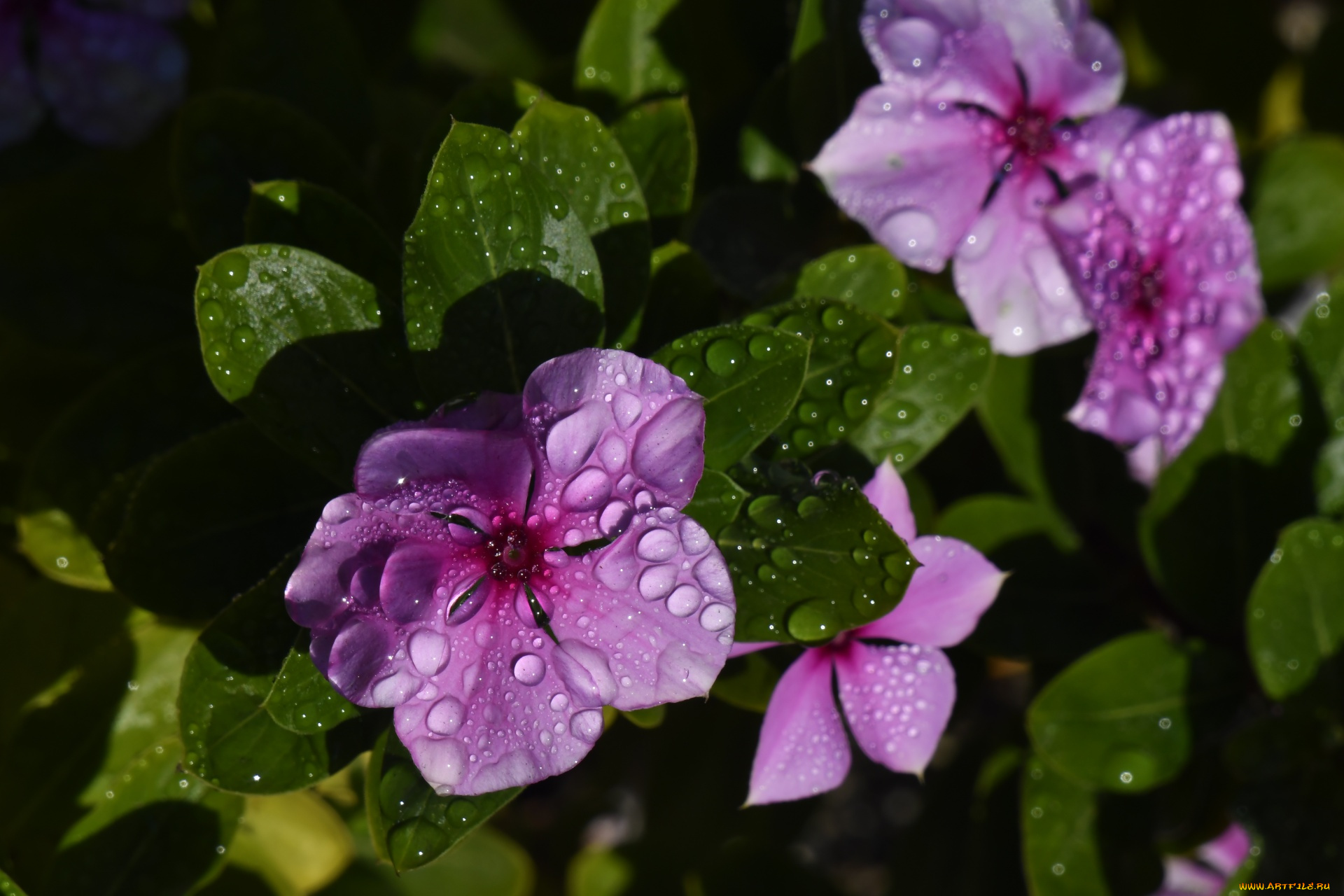 цветы, катарантусы, капли