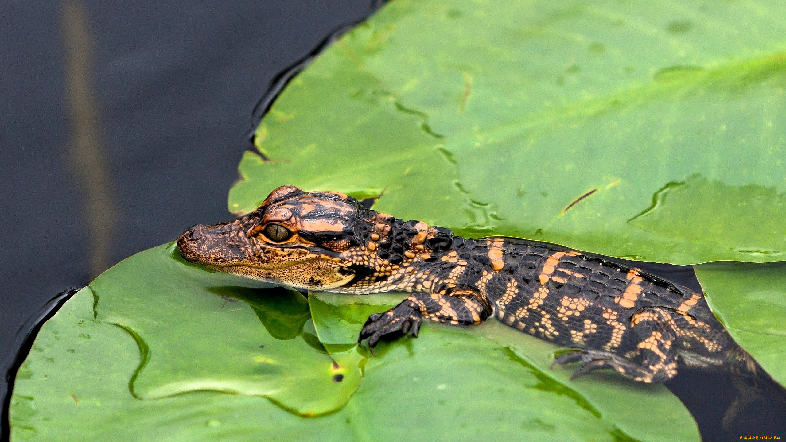 животные, крокодилы, крокодил, детеныш, листья, вода