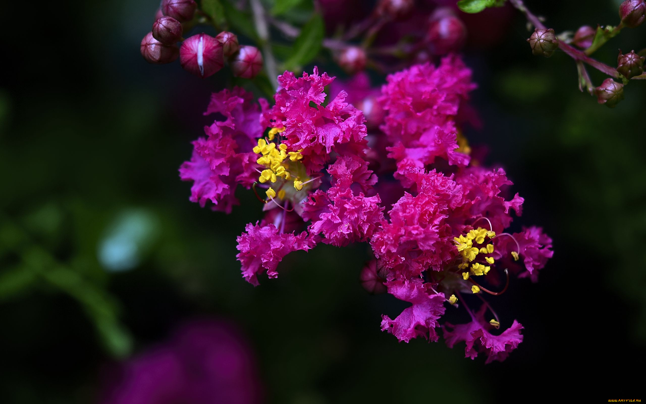 цветы, лагерстрёмия, , индийская, сирень, цветущая, ветка