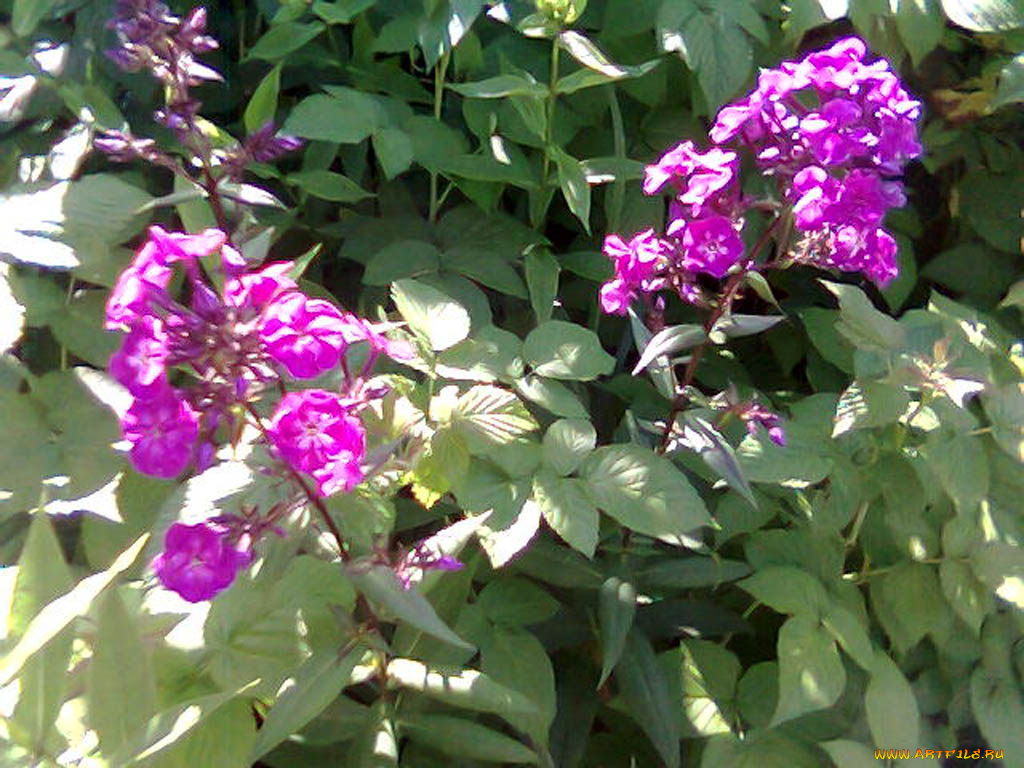 цветы, флоксы