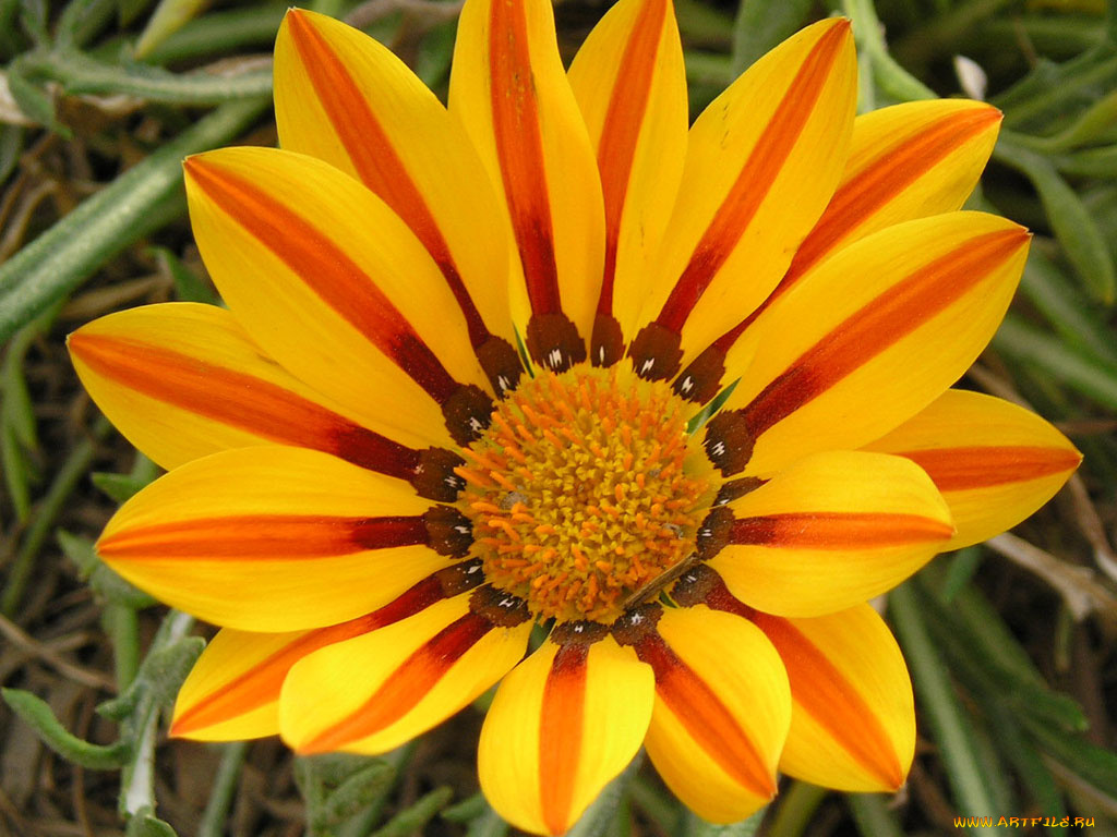 цветы, газания