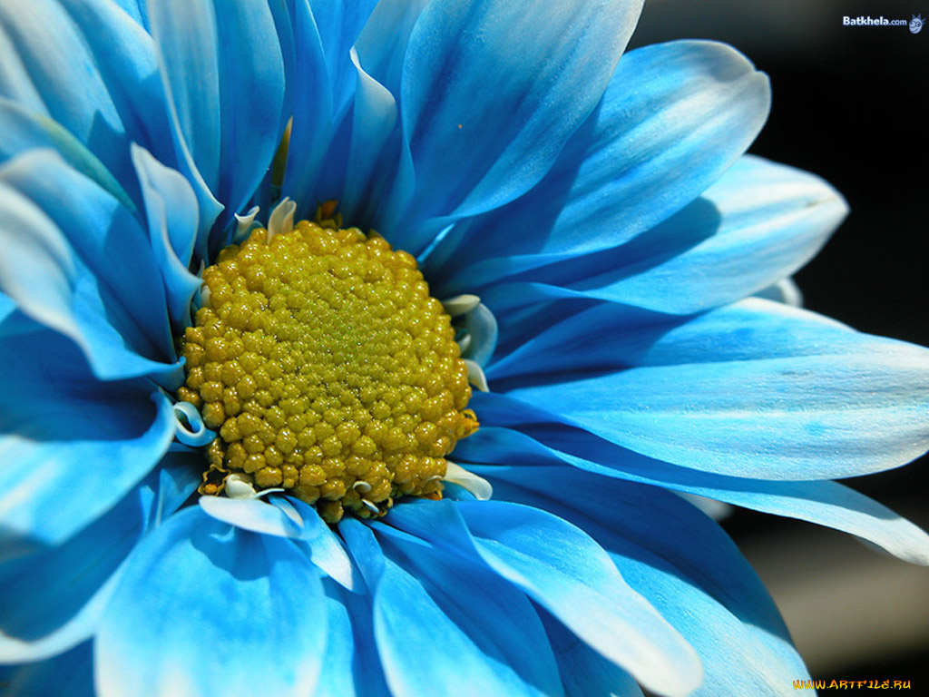 цветы, хризантемы