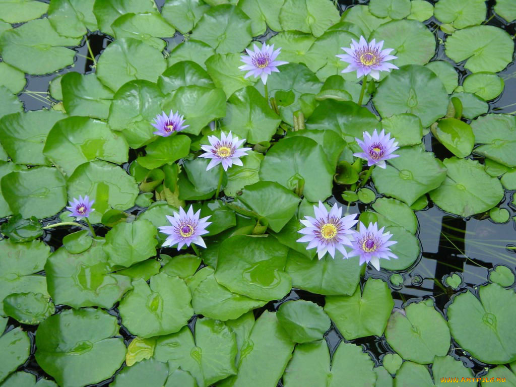 цветы, лилии, водяные, нимфеи, кувшинки