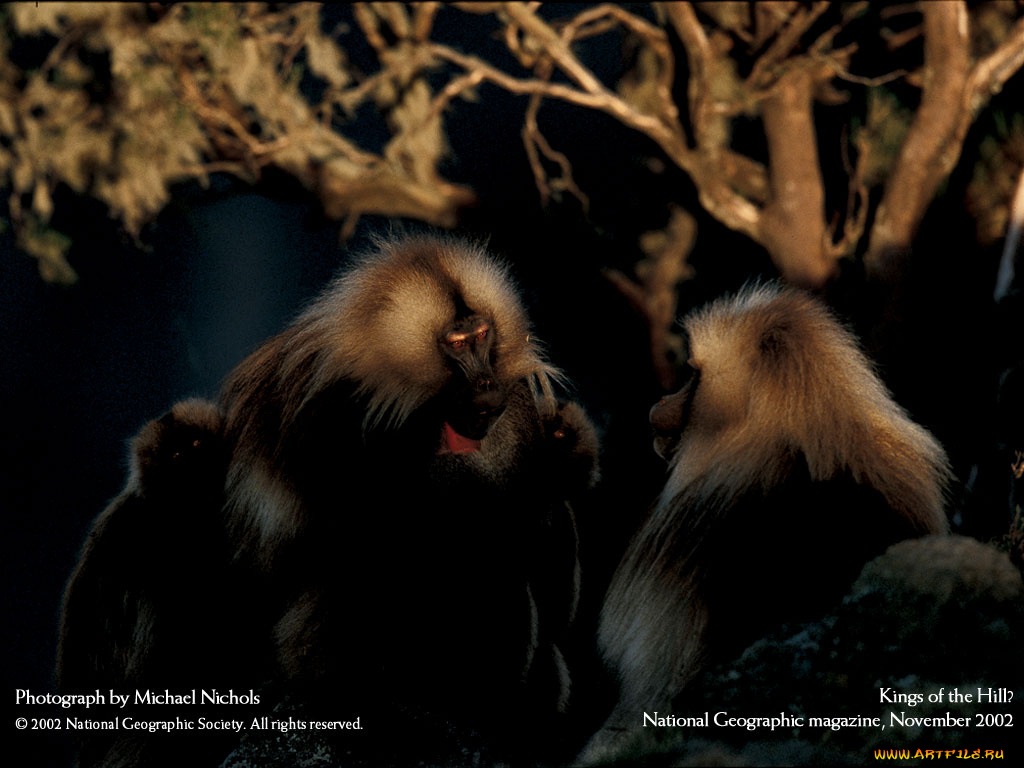 животные, обезьяны
