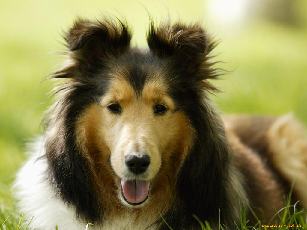 животные, собаки