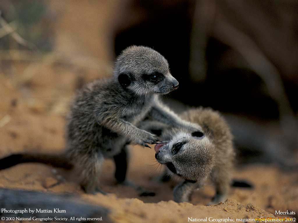 животные, сурикаты