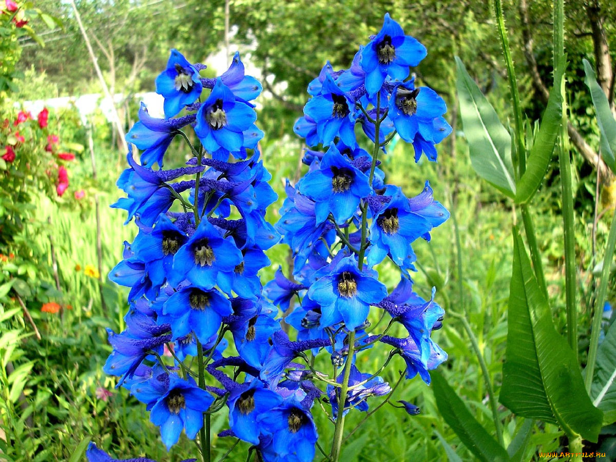 цветы, дельфиниум