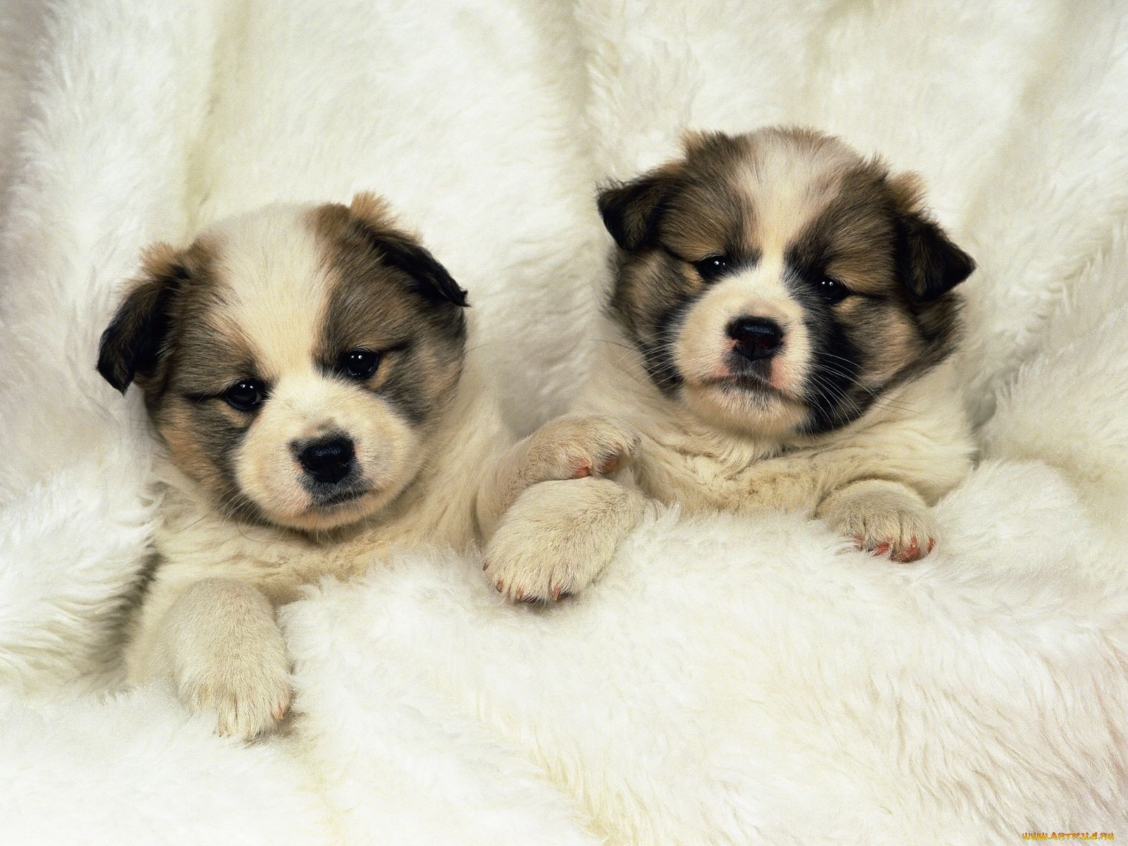 животные, собаки