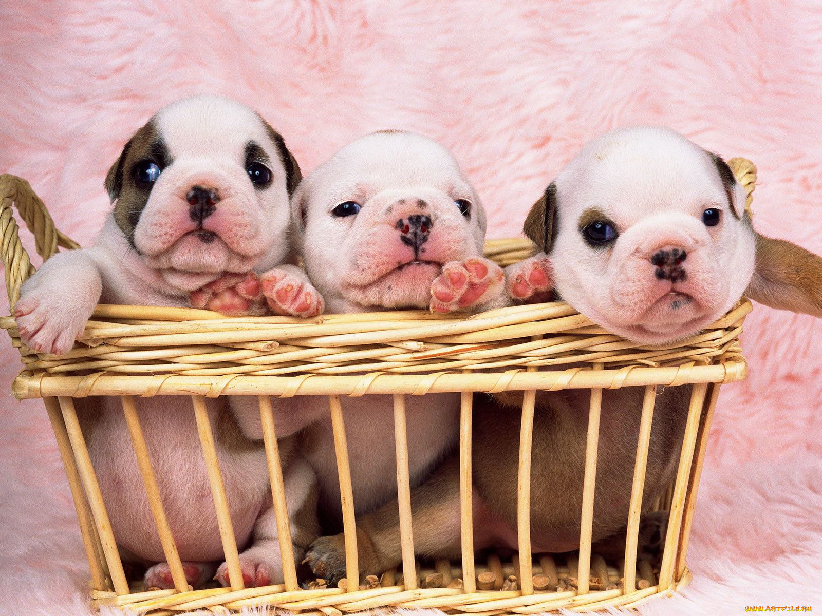 животные, собаки