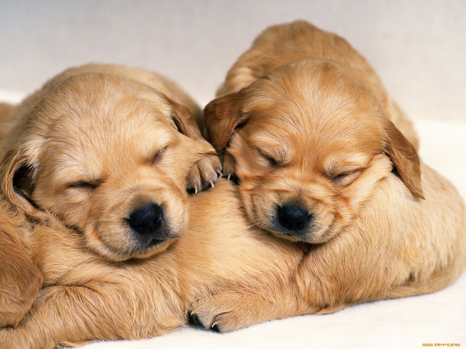 животные, собаки