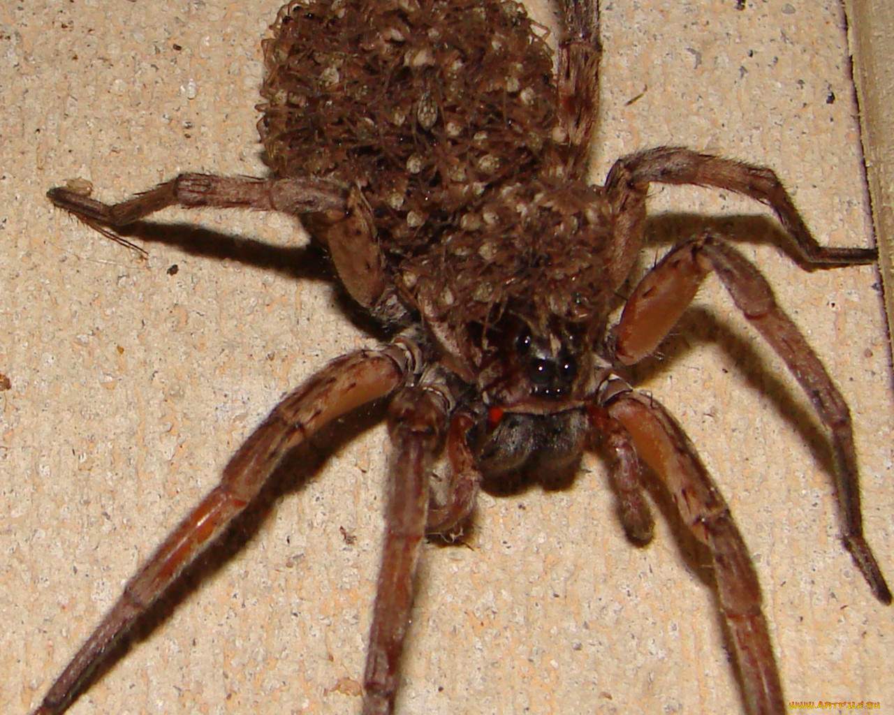 животные, пауки