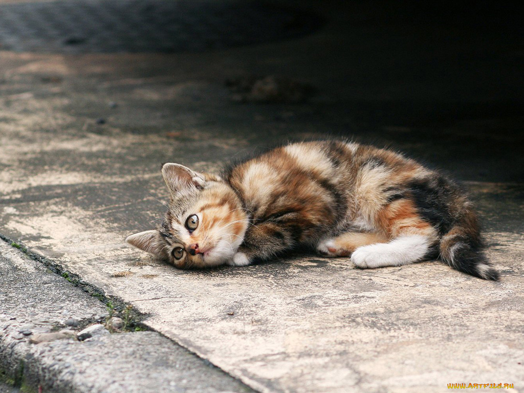 животные, коты