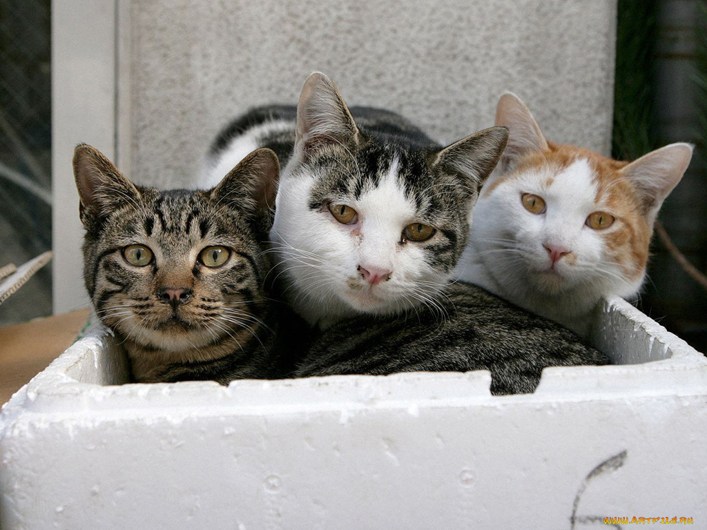 животные, коты