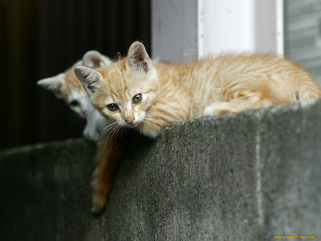 животные, коты