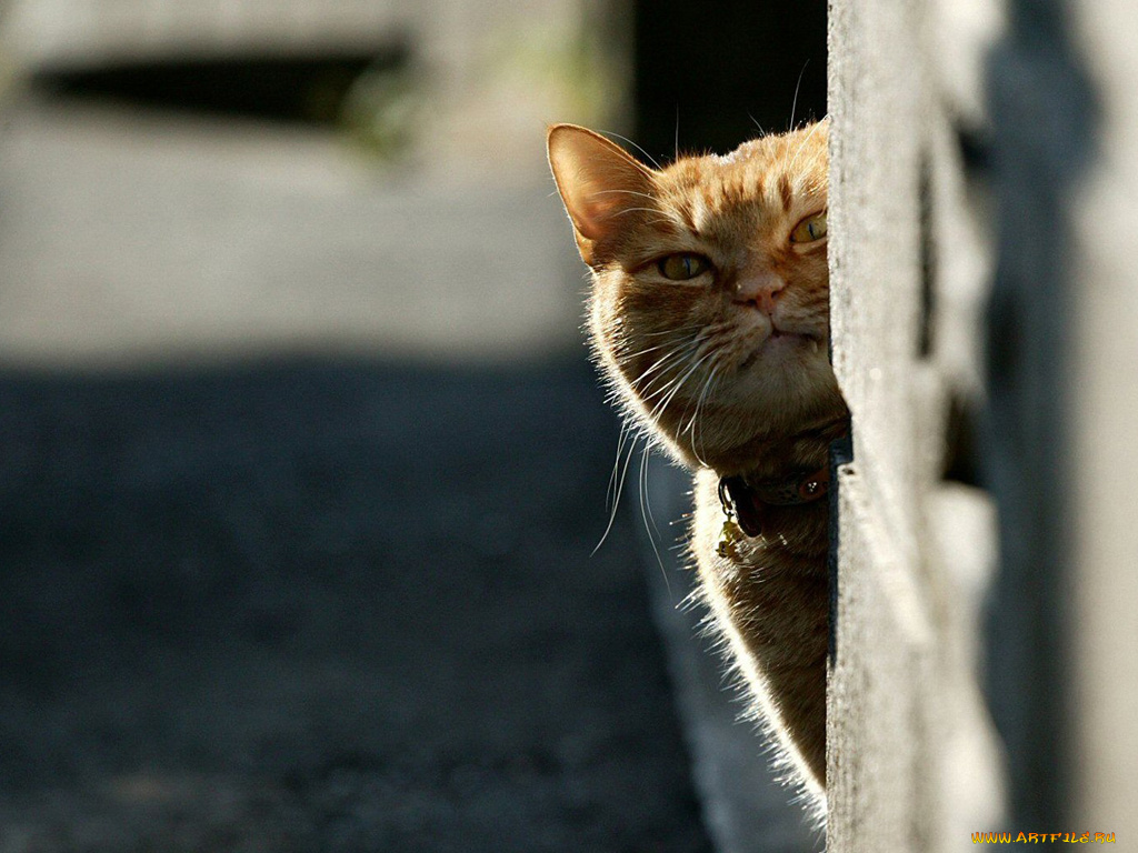 животные, коты