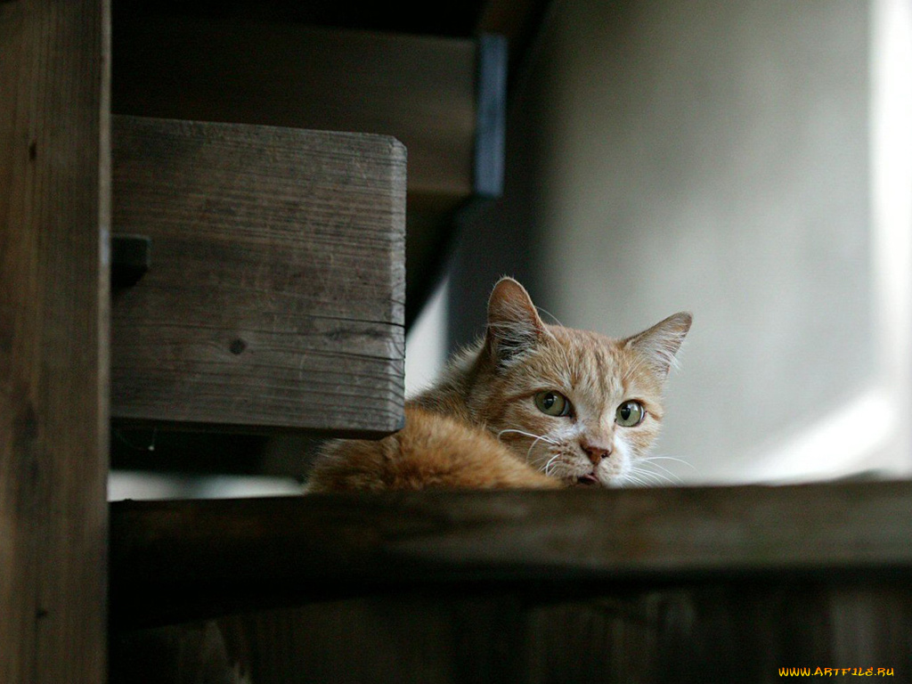 животные, коты